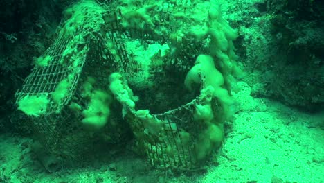 abandoned fish trap in the bahamas