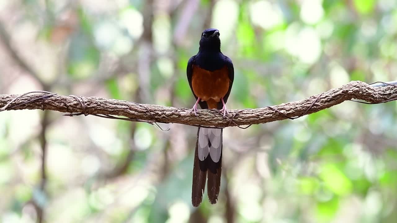 shama de rabadilla blanca encaramado en una vid con fondo bokeo del bosque, copsychus malabaricus, en cámara lenta