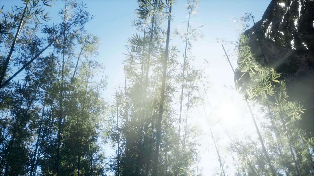 말레이시아 의 열대 열대 우림 에 있는 대나무 의 풍경