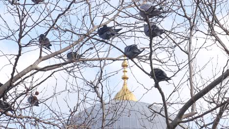 pigeons on a tree near a building dome
