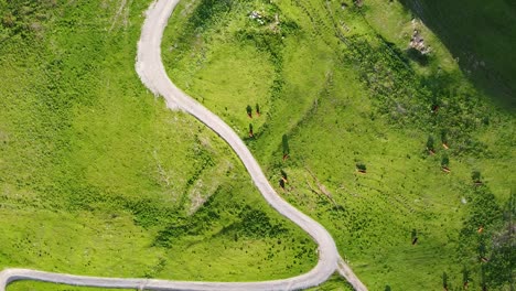 Rotating-Drone-Shot-of-Cows-Grazing-in-Alpine-Pastures-with-a-Curvy-Gravel-Road-in-the-Center