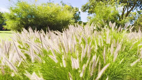 gentle breeze moves grass in sunny park