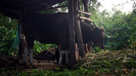 Indonesian-jungle,-farm-animal-chewing-slowly-on-straw-and-lush-grass