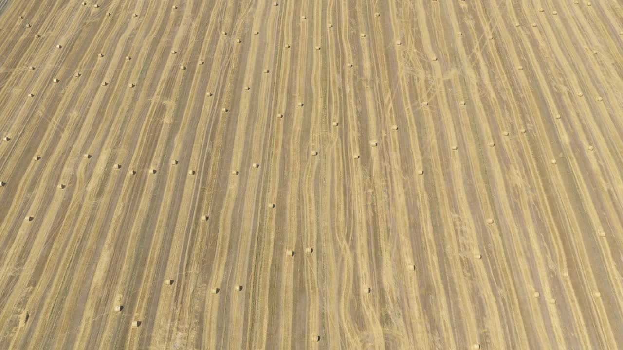 High above harvested wheat field and round bales of hay 4K drone video