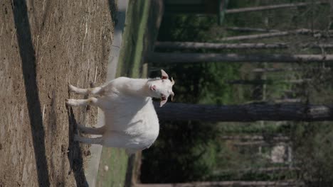 a white goat in a wooded area