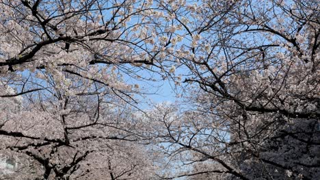 mejor flor de cerezo en tokio