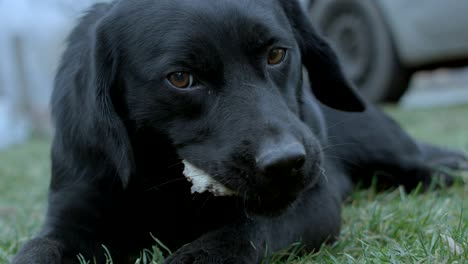 dog eating bone