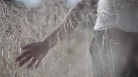 priceless feeling of touching wheat reeds in nature