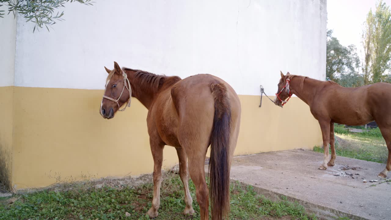 Chevaux paissant près d'une écurie en béton.
