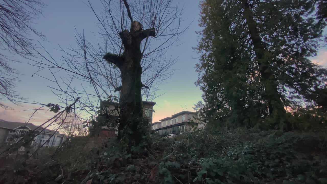 Ceppo d'albero spoglio e in decomposizione in mezzo a una vegetazione verde con moderne abitazioni suburbane visibili dietro sotto un cielo crepuscolare fioco, ripreso con un lento movimento di panning verso sinistra