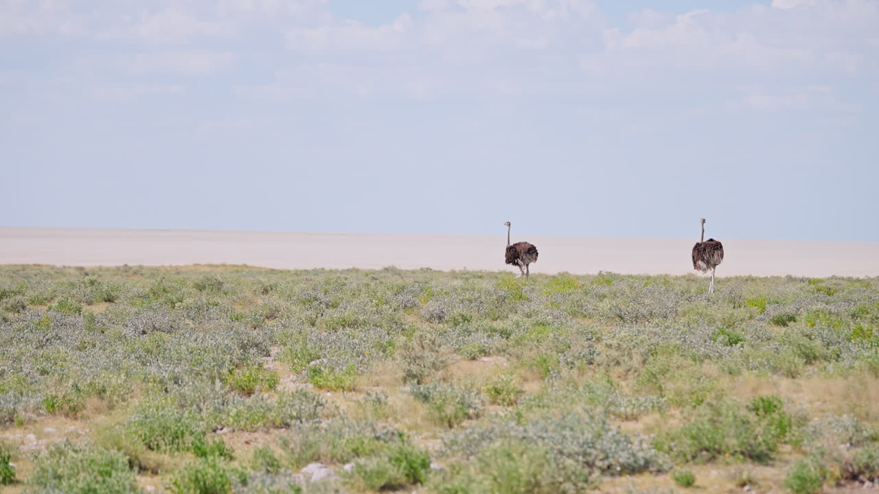 Two Ostriches in the African Savanna