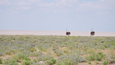 two ostriches in the african savanna
