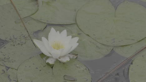 lirio de agua blanco en las almohadillas de lirio