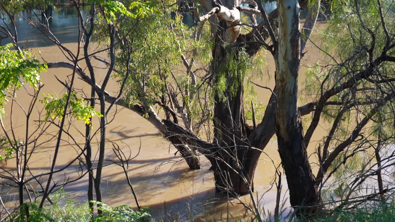 Shot of an overflowing full Darling river in Bourke, NSW Australia