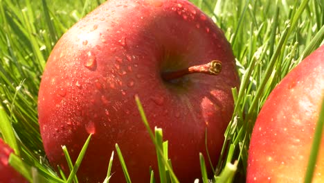 closeup beautiful red apple fruits with water drops on green grass with sunlight