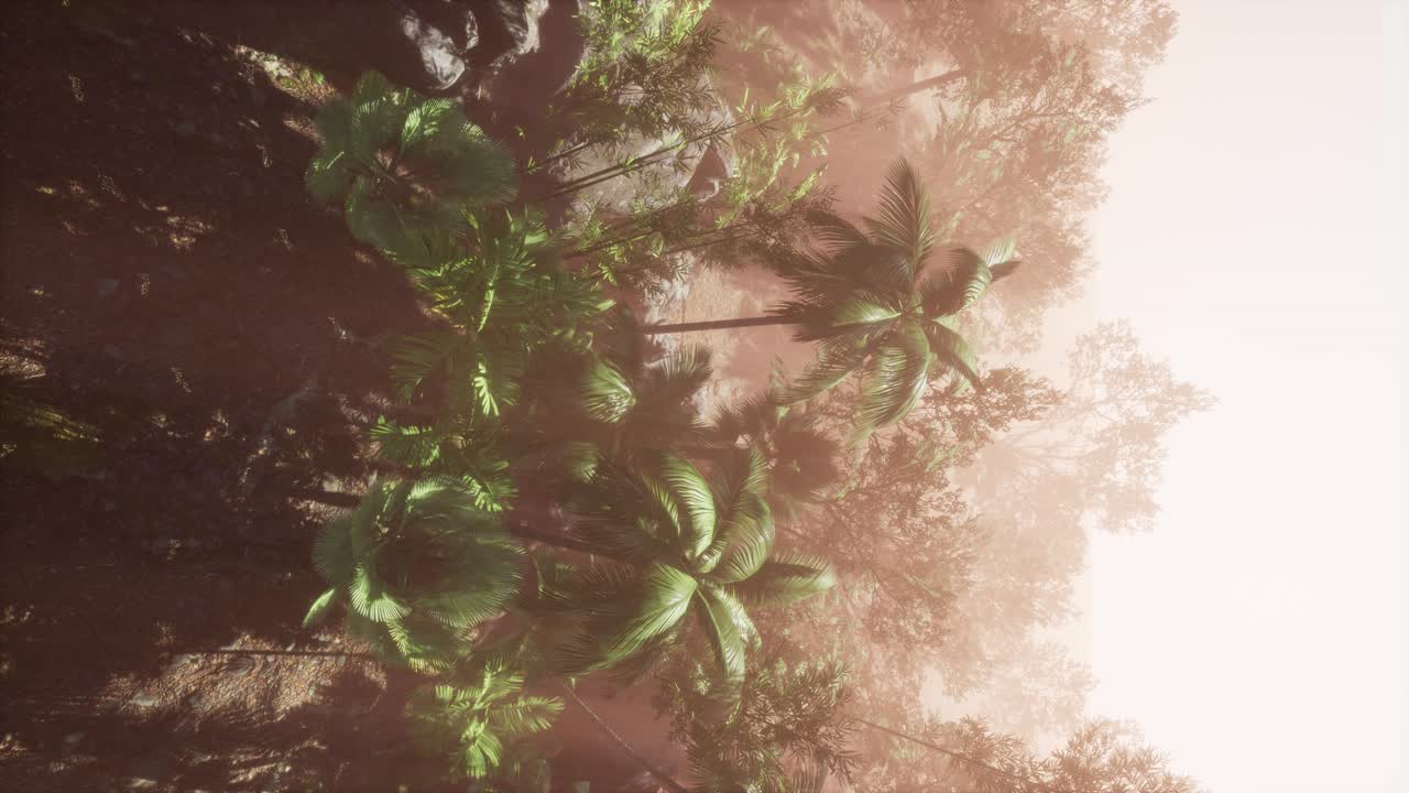 los rayos del atardecer a través de las palmeras