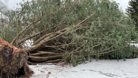close up pan of uprooted tree during winter snow with roots showing from storm