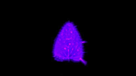 Fotografía-Kirlian-De-La-Descarga-Electromagnética-De-La-Hoja-De-Hierba-Gatera