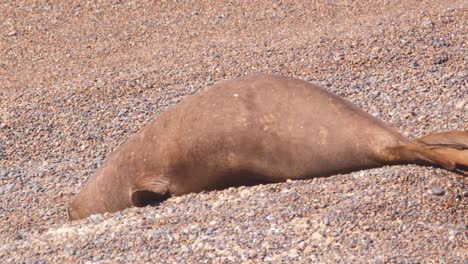 Female-Elephant-Seal-moves-in-the-sand-leaving-her-new-born-baby-calf-which-is-dark-in-color-behind