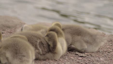 Group-of-goslings-shelter-together-by-waterside