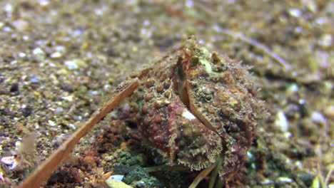 el cangrejo de caja camina por el fondo arenoso del mar.