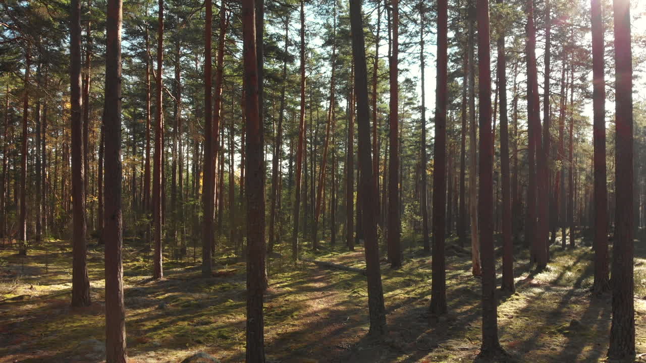 Muovendosi all'indietro in una bellissima foresta verde piena di pini e muschio