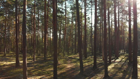 moving backwards in a beautiful green forest full of pine trees and moss