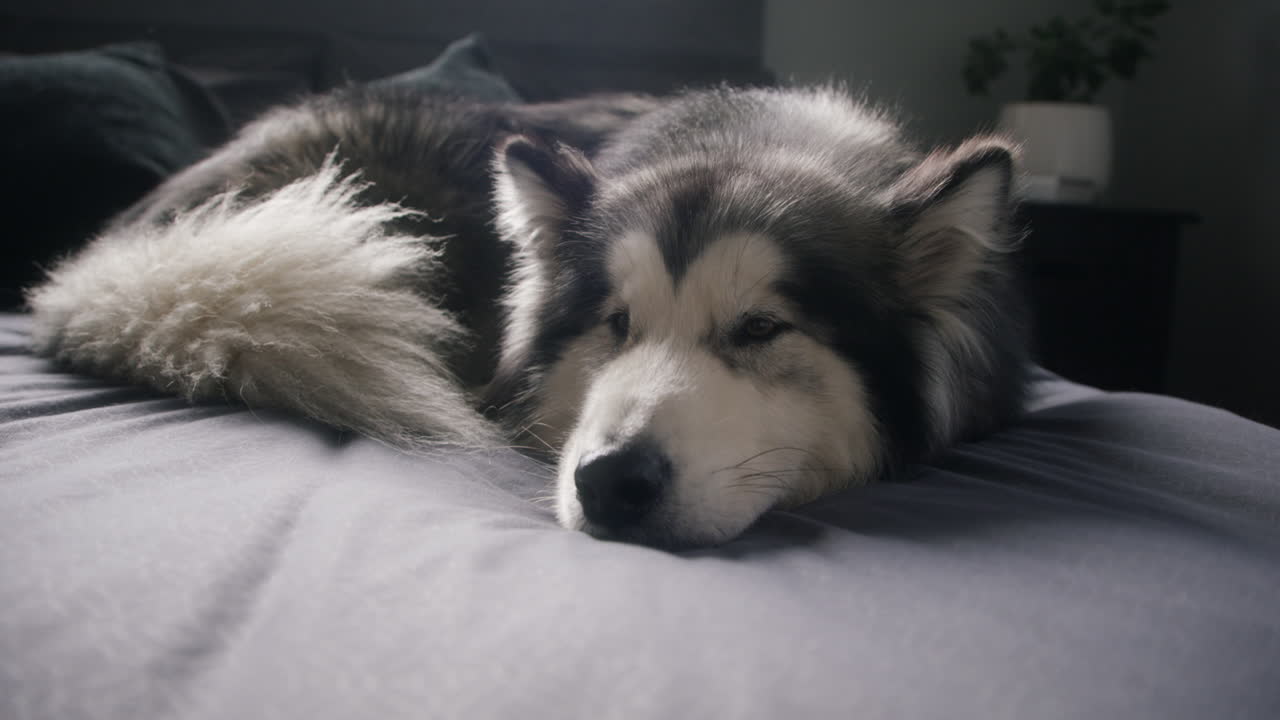 It's one of those lazy days