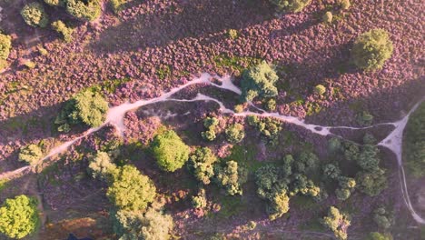 aerial view of a lush landscape with winding paths, purple heather, and green trees
