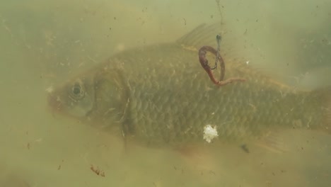 fish swim in the lake near the fish hook on which the bait is fixed