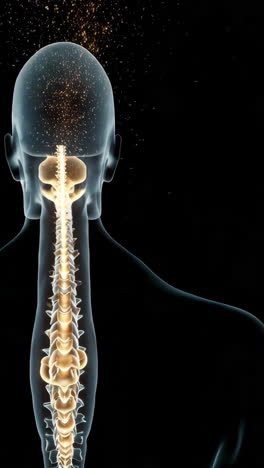 Human Spine Anatomy