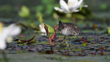 Wood-sandpiper-feeding-on-Floating-leaf