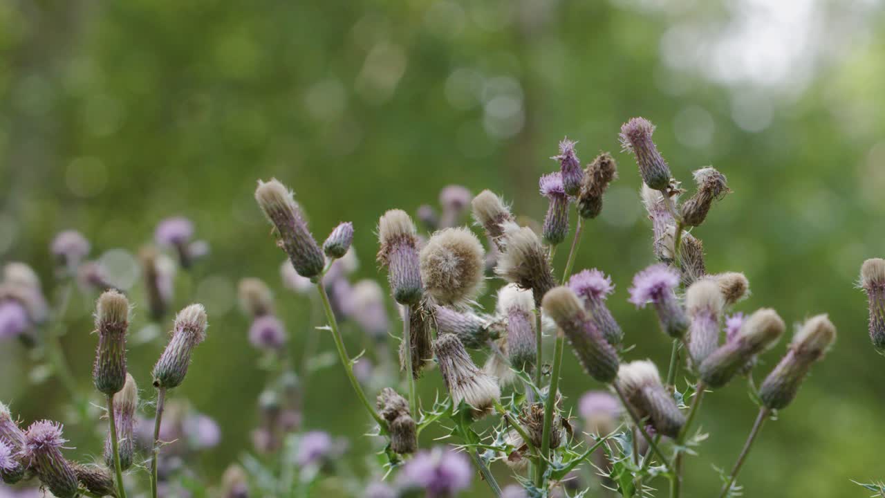 Close-up of thistle flowers moving in soft wind, natural daylight, shallow depth of field
