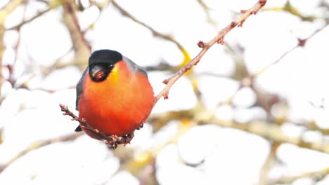 el bullfinch eurasiático come semillas, se posa con gracia en ramas delgadas