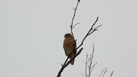 Red-shouldered-hawk-perched-on-a-large,-barren-branch-in-the-pouring-rain