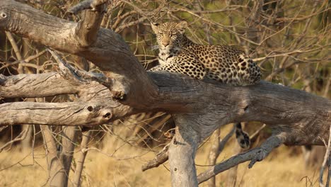 a beautiful leopard in a fallen tree looks to the camera before hopping down, khwai botswana