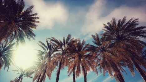 palm trees under a dramatic sky