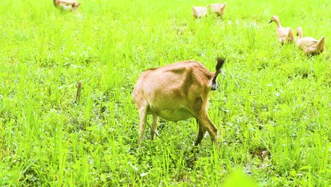 Coexistencia-Armoniosa:-Cabras,-Patos-Y-Campos-De-Hierba-De-Bangladesh