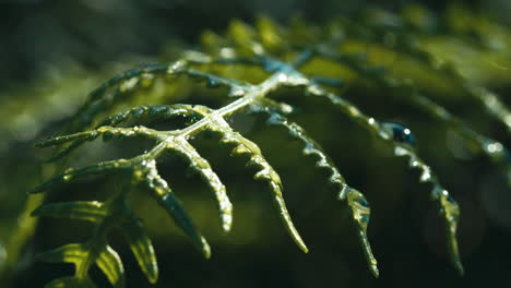 fern plant in the sun