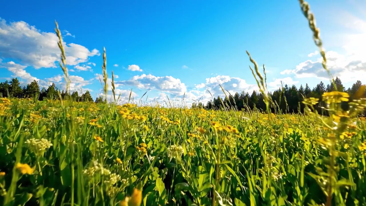 A Vibrant Meadow Under a Clear Blue Sky: A Lush Field of Yellow Flowers Bathed in Sunshine Surrounded by Verdant Green Grass and Majestic Trees in the Distance
