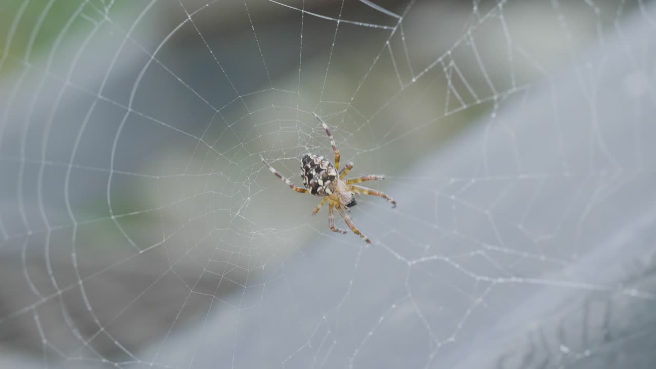 araña en una web
