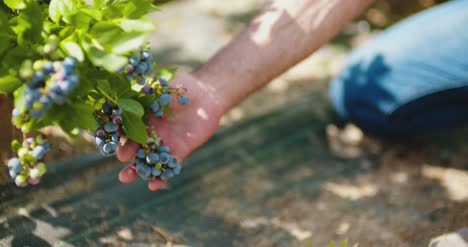 confident male farm researcher tasting blueberry on field