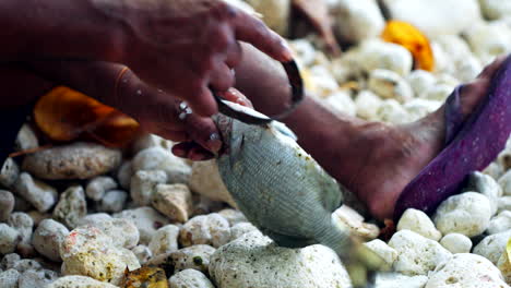 ubicación de la playa rocosa, pescador indonesio nativo limpiando la captura fresca