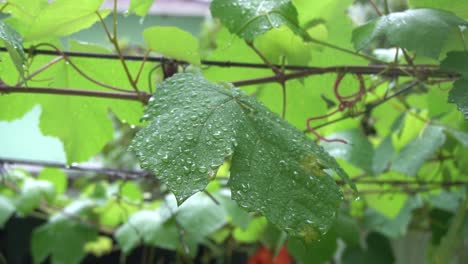 Eine-Weinrebe-In-Meinem-Haus