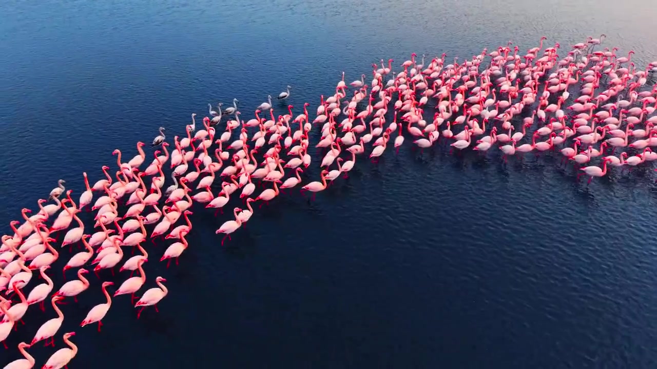 Overhead view of flamingo procession at golden hour. Pink flock moves in loose lines across sunlit water toward the shore.