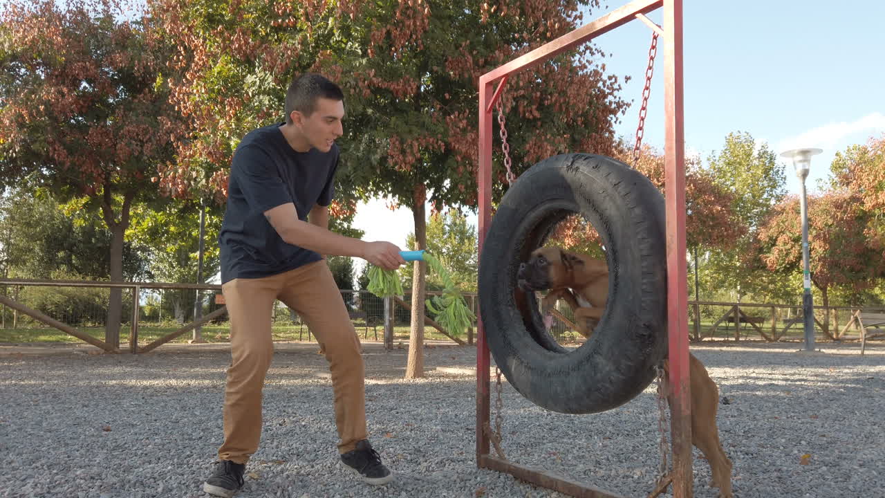 Young man playing and training with a dog. Brown boxer dog