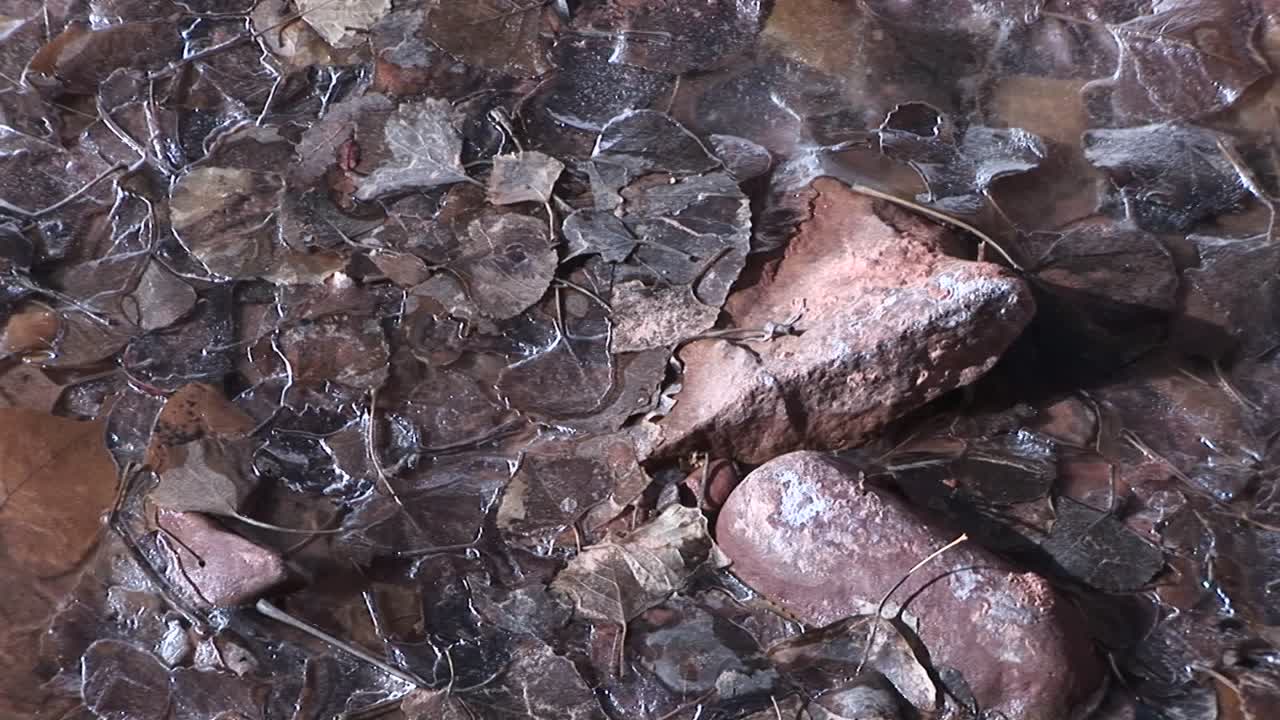 una hermosa foto de tierra congelada y hojas