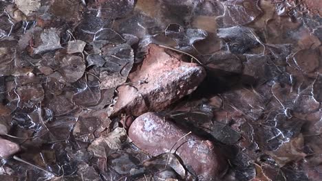 A-beautiful-shot-of-frozen-ground-and-leaves