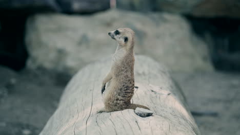 Impresionante-Suricata-En-El-Servicio-De-Guardia-De-Centinela-Se-Mantiene-Erguido-Solo-En-Un-Zoológico-De-Troncos