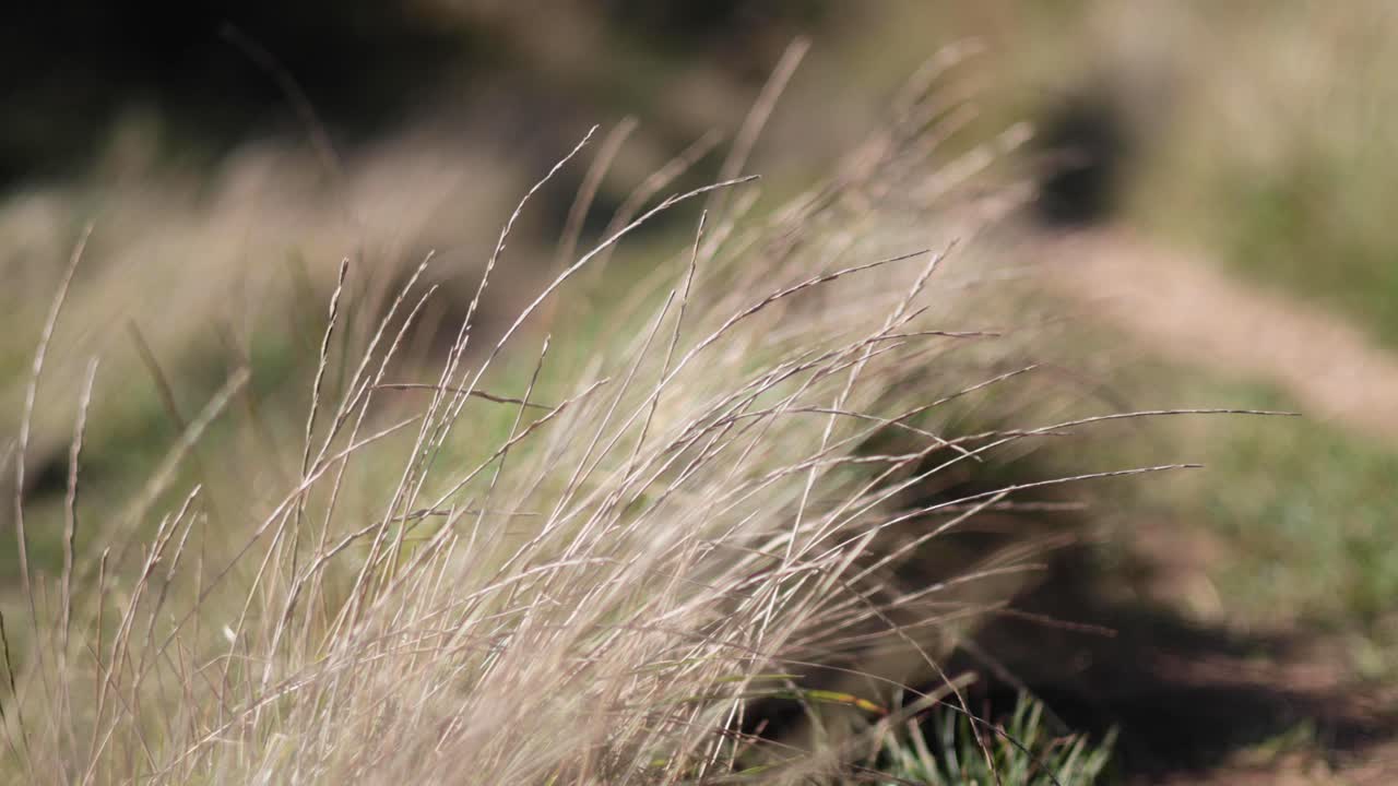 바람에 부드럽게 흔들리는 풀